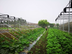 蔬菜配送